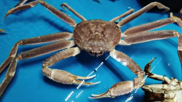 王蟹在水族馆海鲜超级市场出售 — 图库视频影像