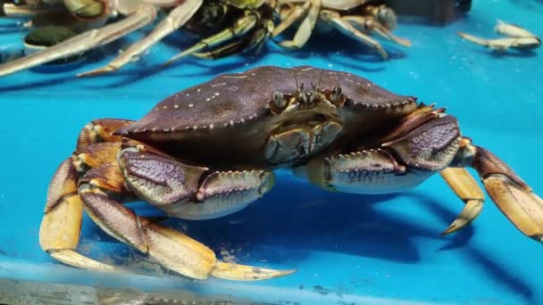 Kanker Pagurus Koop Aquarium Seafood Supermarkt — Stockvideo