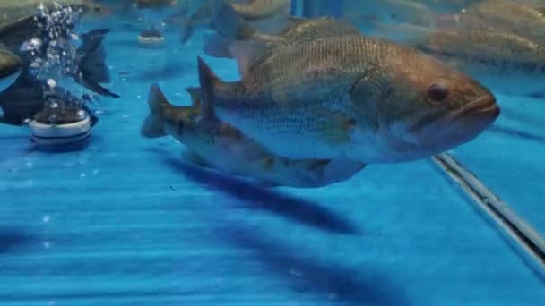Okoń Morski Sprzedaż Aquarium Seafood Supermarket — Wideo stockowe