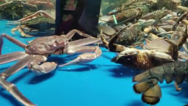 Boston Hummer Und Königskrabbe Aquarium Seafood Supermarkt Verkaufen — Stockvideo