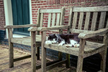 Kedi bir sandalyede uyuyor