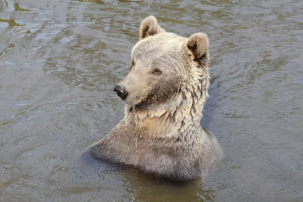 Brown bear in the water — Stock Photo, Image