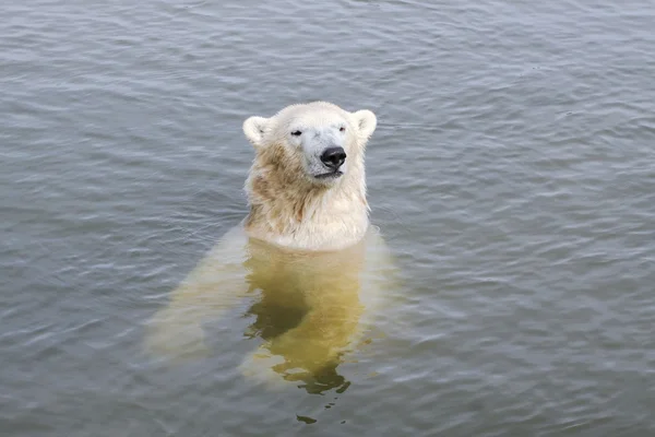 Oso polar en el agua — Foto de Stock