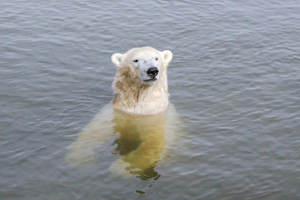 水中のホッキョクグマ — ストック写真