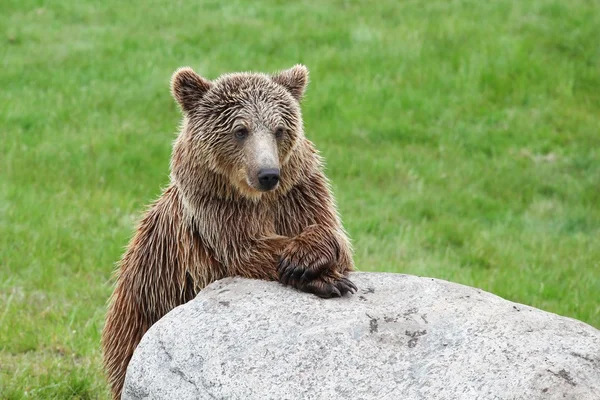 Retrato de urso pardo — Fotografia de Stock