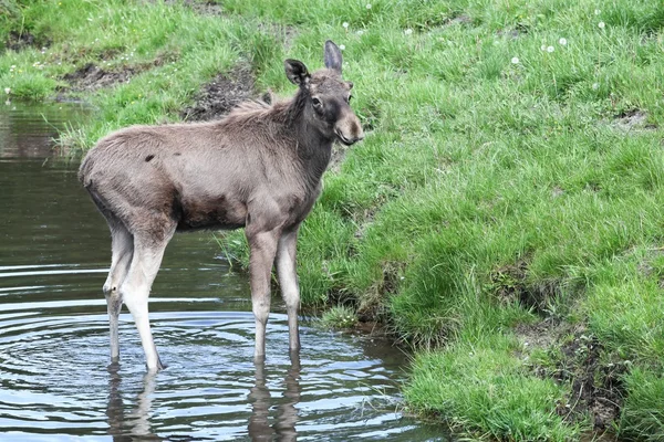 Moose in the nature — Stock Photo, Image