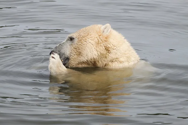 IJsbeer in het water — Stockfoto