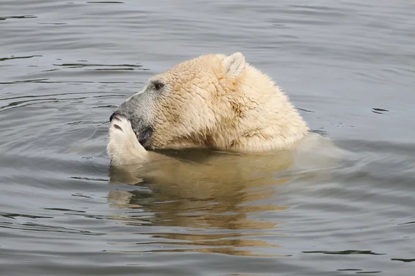 北极熊在水里 图库图片