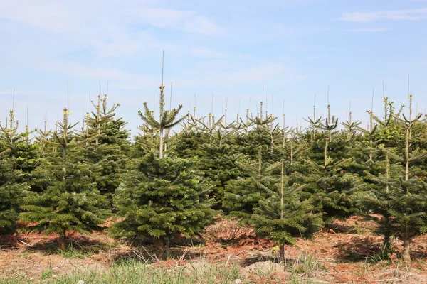 Nordmann köknar plantasyon içinde Danimarka 