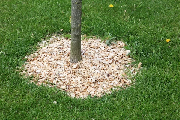 Mulch around a tree — Stock Photo, Image