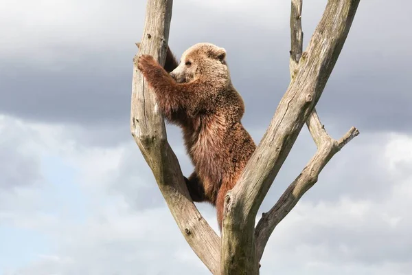 Young Brown Bear Tree — Stock Photo, Image