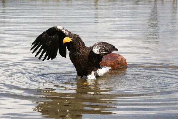 White Tailed Eagle Water — Stock Photo, Image