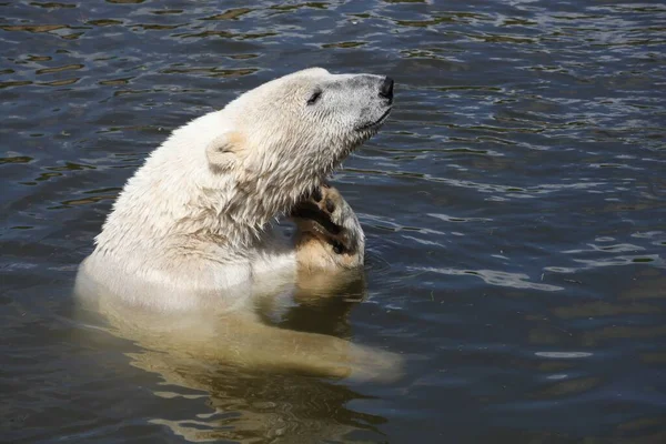 Orso Polare Acqua — Foto Stock