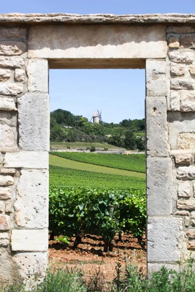 Landscape Chassagne Montrachet Vineyards Burgundy France — Stock Photo, Image