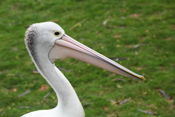 Retrato Pelicano Australiano — Fotografia de Stock