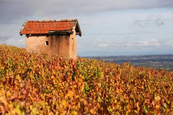 Vineyards Morgon Beaujolais Autumn Season France — Stock Photo, Image