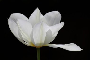 Close up of a white tulip with a black background