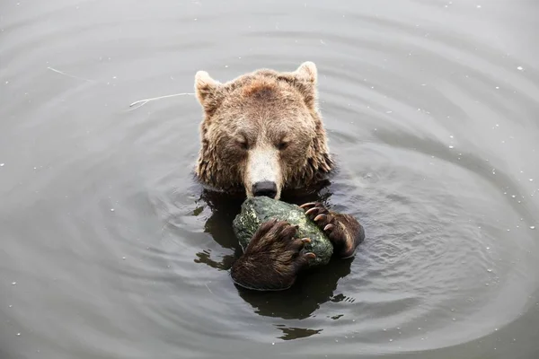 Urso Castanho Brincando Água Com Uma Pedra — Fotografia de Stock