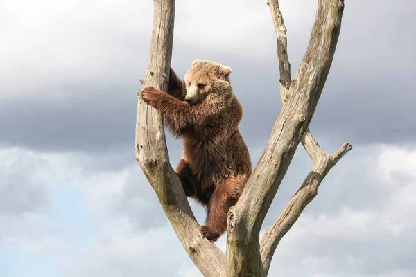 Молодий Коричневий Ведмідь Дереві — стокове фото
