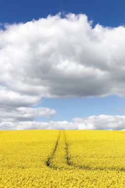 Danimarka 'daki sarı kolza tohumu tarlası