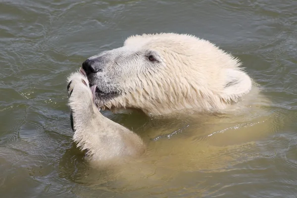 Ours polaire dans l'eau — Photo