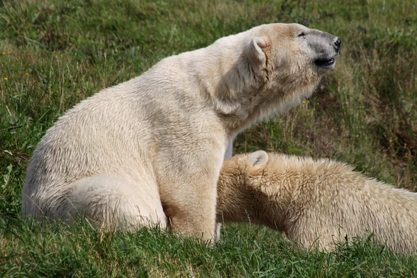 Polar bear feeding her baby — Stock Photo, Image