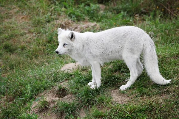 Arctic fox — стоковое фото