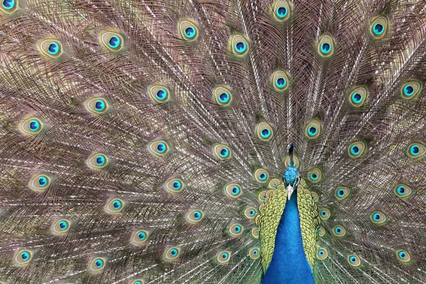 Peacock — Stock Photo, Image