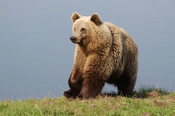 Orso bruno — Foto Stock