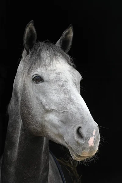 Portræt af hvid hest - Stock-foto