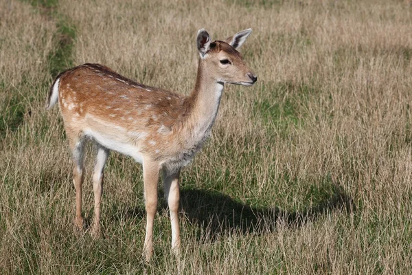 Unga dovhjort — Stockfoto