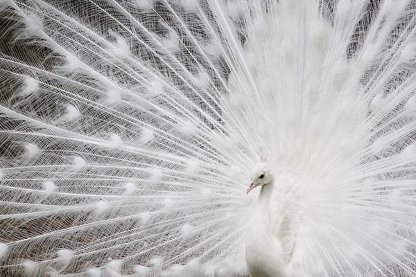 White peafowl — Stock Photo, Image