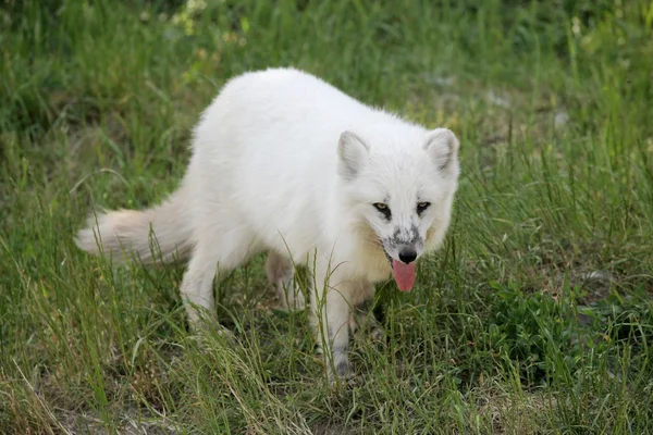 Arctic fox — Fotografie, imagine de stoc