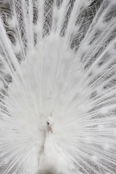 White peafowl — Stock Photo, Image