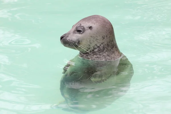 Harbor seal Stock Photo