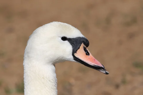 Retrato de cisne — Fotografia de Stock