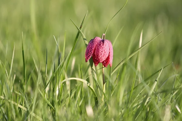 Fritillaria meleagris — Stockfoto