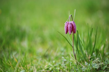 fritillaria destek