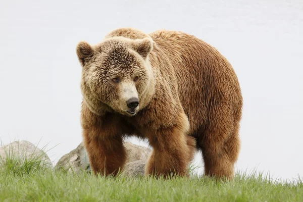 Urso castanho — Fotografia de Stock