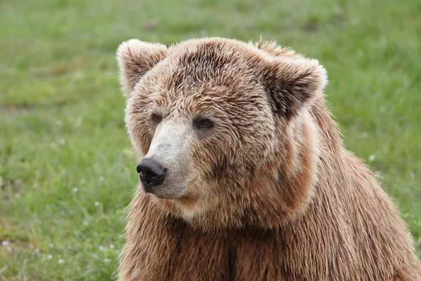 Oso marrón — Foto de Stock