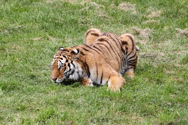 Tiger — Stock Photo, Image