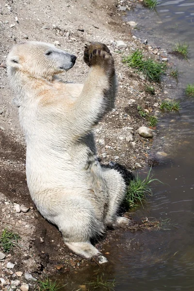 Orso polare che gioca con una pietra — Foto Stock