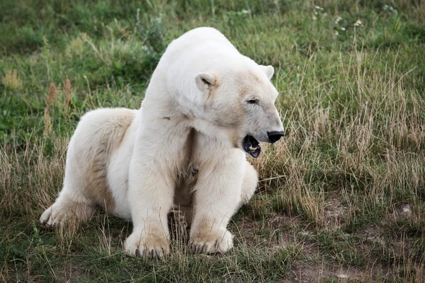 Ours polaire blanc — Photo