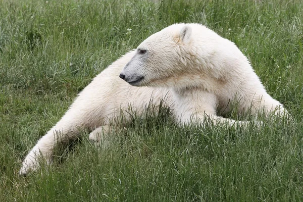 White polar bear in nature — 图库照片