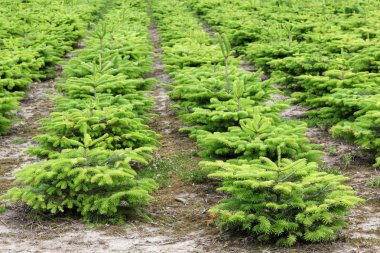 Nordmann köknar plantasyon içinde Danimarka