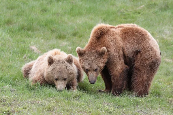 Ursos pardos jovens — Fotografia de Stock