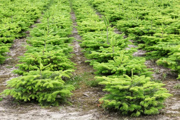 Nordmann fir plantation in Denmark — Stock Photo, Image