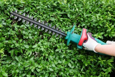 Trimming garden hedge clipart