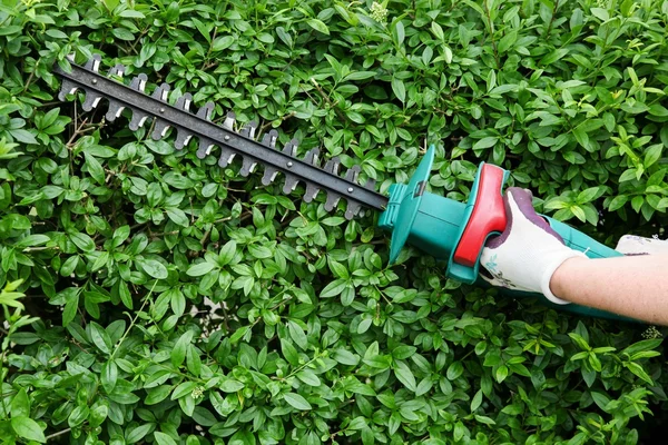 Trimming garden hedge — Stock Photo, Image