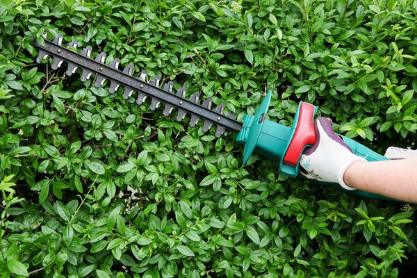 Trimming garden hedge
